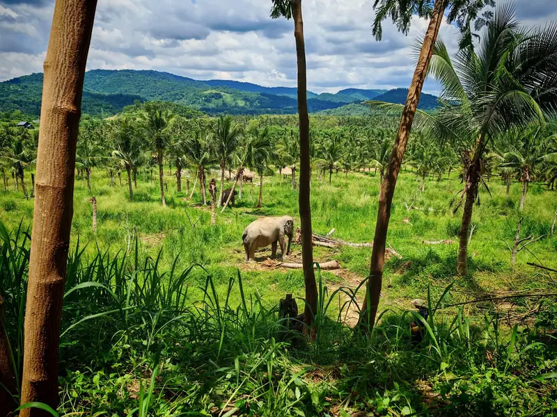 Visitors feeding and walking alongside rescued elephants at an ethical sanctuary on a Bangkok Thailand tours elephant day trip from Bangkok