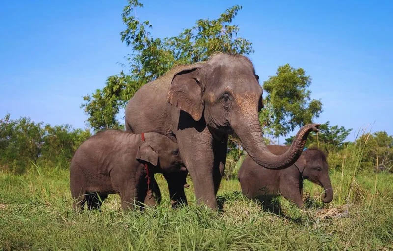 Mahout and visitor walking beside a large elephant at an ethical sanctuary on a Bangkok Thailand tours elephant welfare guided tour