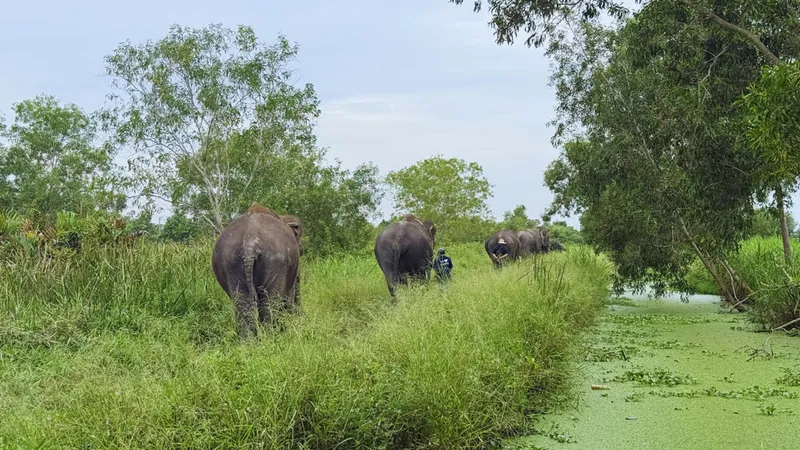 Guest bathing an elephant in a river during a full-day ethical sanctuary visit on a Bangkok Thailand tours elephant sanctuary day tour